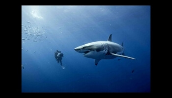 Photos du film Océans