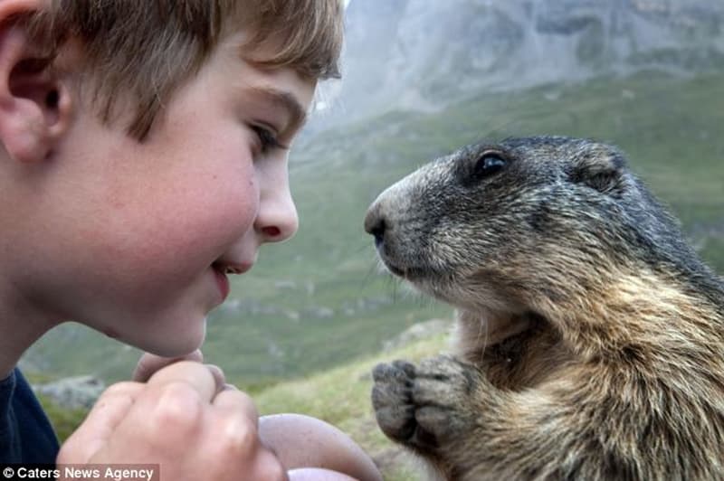 Matteo, l'enfant ami des marmottes