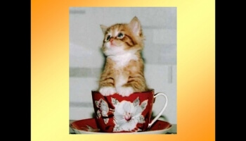 Petit logis pour animaux