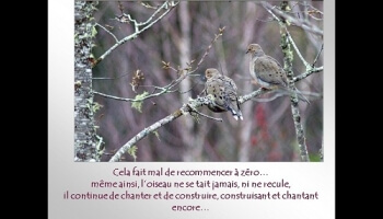 Leçon de persévérance avec les oiseaux