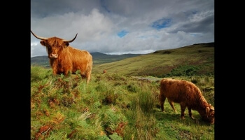 Bienvenue au Connemara