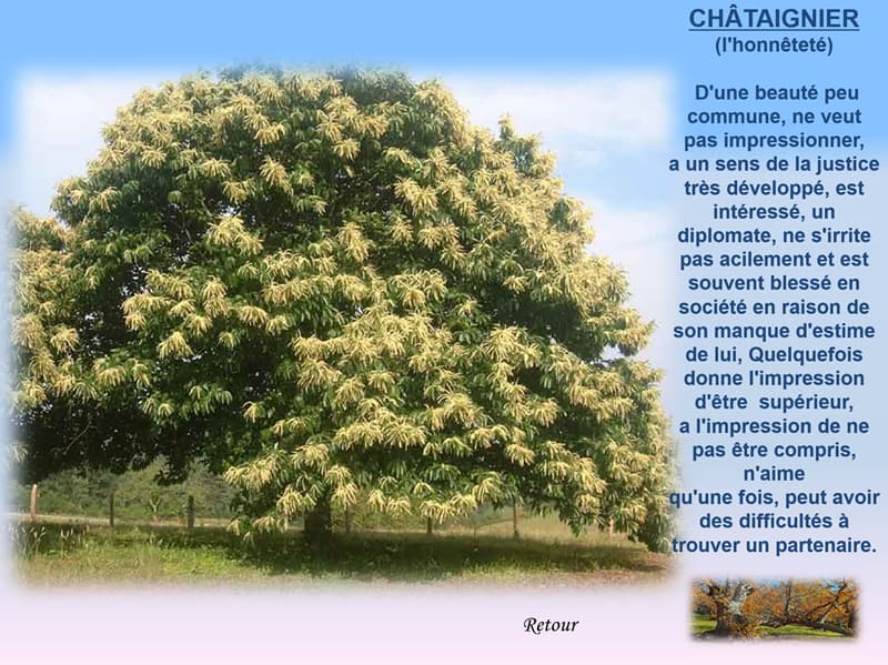 Horoscope par les arbres